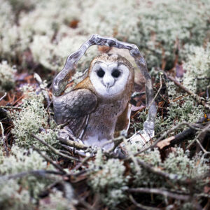 Owl in the forest