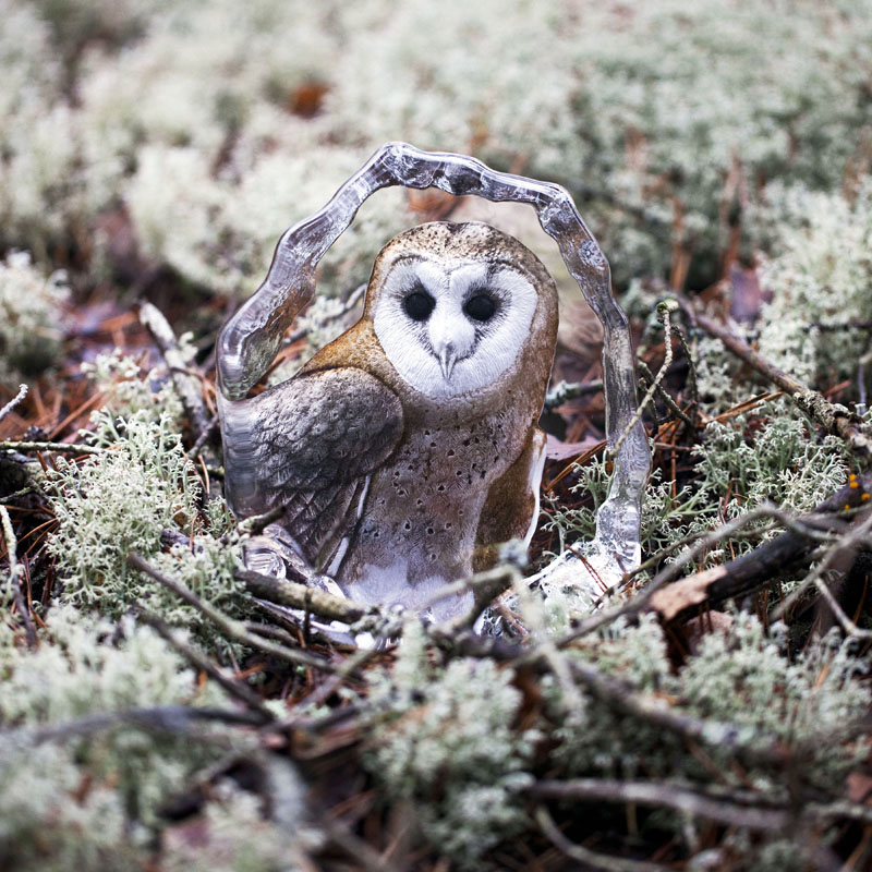 Owl in the forest